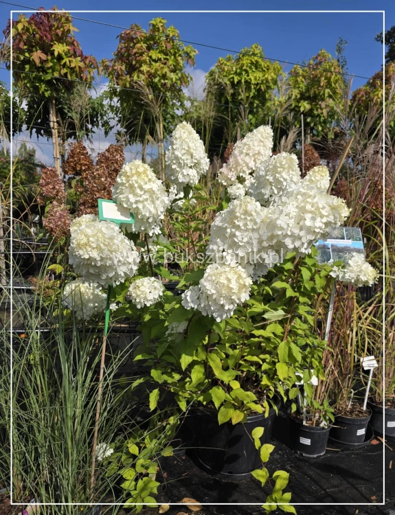 Hortensja bukietowa "POLAR BEAR"- Hydrangea paniculata