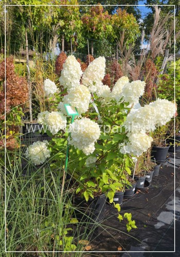 Hortensja bukietowa "POLAR BEAR"- Hydrangea paniculata