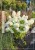 Hortensja bukietowa "POLAR BEAR"- Hydrangea paniculata