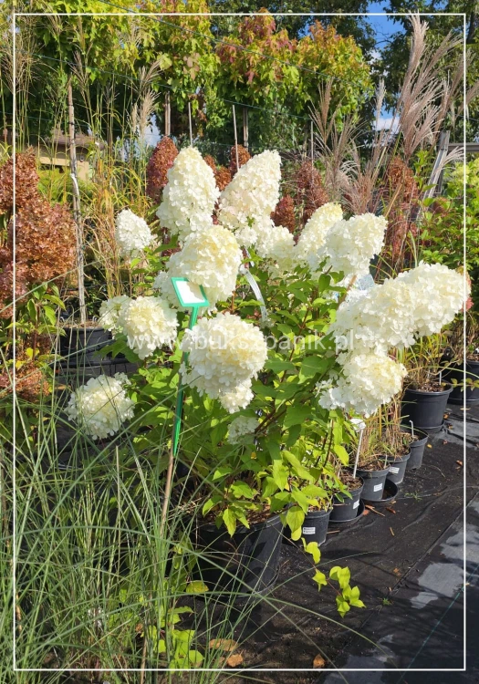 Hortensja bukietowa "POLAR BEAR"- Hydrangea paniculata