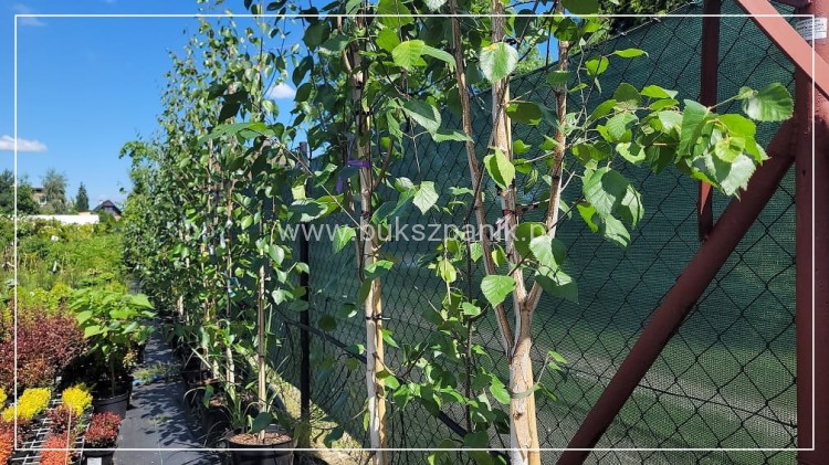 Brzoza pożyteczna- Betula utilis Doorenbos 400cm ob. 8-10cm
