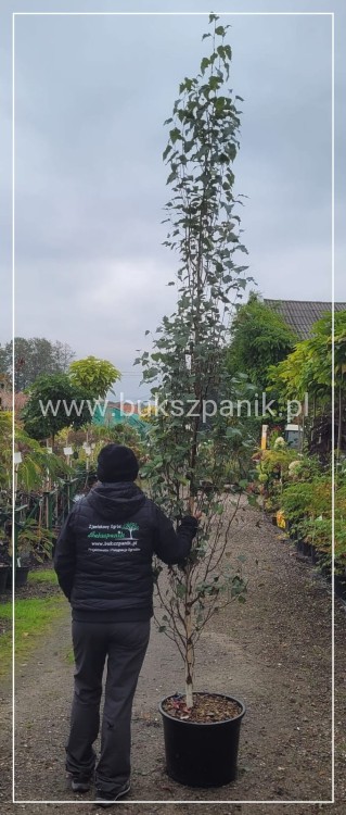 Brzoza brodawkowata Kolumnowa - Betula pendula 'Fastigiata Joes'