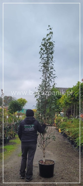 Brzoza brodawkowata Kolumnowa - Betula pendula 'Fastigiata Joes'