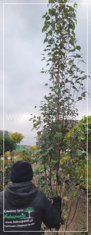 Brzoza brodawkowata Kolumnowa - Betula pendula 'Fastigiata Joes'