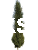 Brzoza brodawkowata Kolumnowa - Betula pendula 'Fastigiata Joes