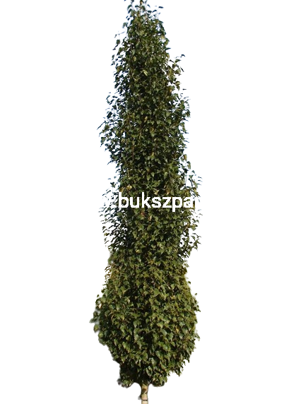 Brzoza brodawkowata Kolumnowa - Betula pendula 'Fastigiata Joes