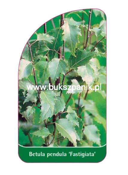 Brzoza brodawkowata Kolumnowa - Betula pendula 'Fastigiata Joes