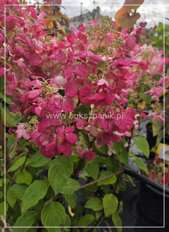 Hortensja bukietowa Diamante Rouge