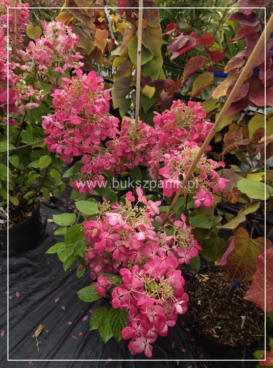Hortensja bukietowa Diamante Rouge