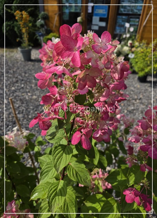 Hortensja bukietowa Diamante Rouge