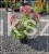 Hortensja bukietowa Diamante Rouge