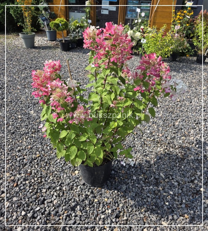 Hortensja bukietowa Diamante Rouge