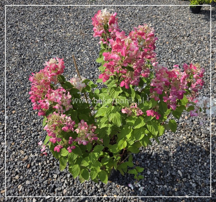 Hortensja bukietowa Diamante Rouge