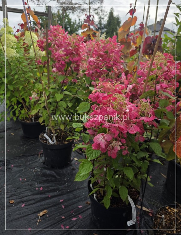 Hortensja bukietowa Diamante Rouge