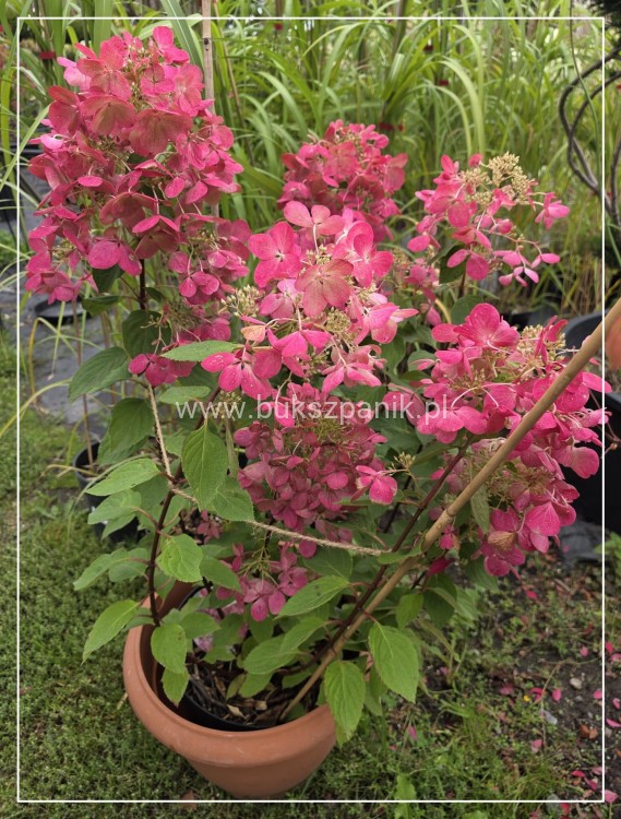 Hortensja bukietowa Diamante Rouge