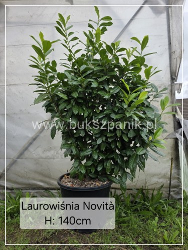 laurowi