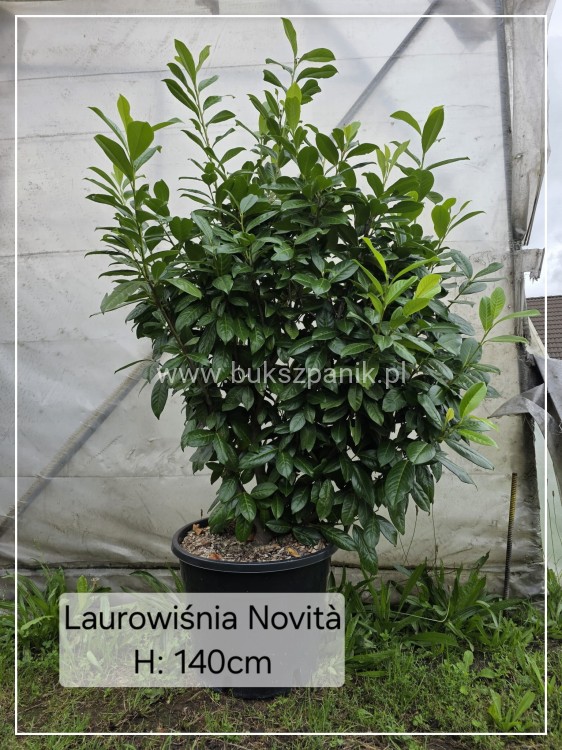 laurowi