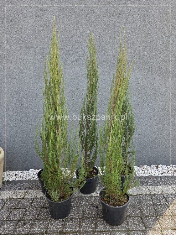 Jałowiec skalny 'Blue Arrow'-Juniperus scopulorum wys. 90-100cm