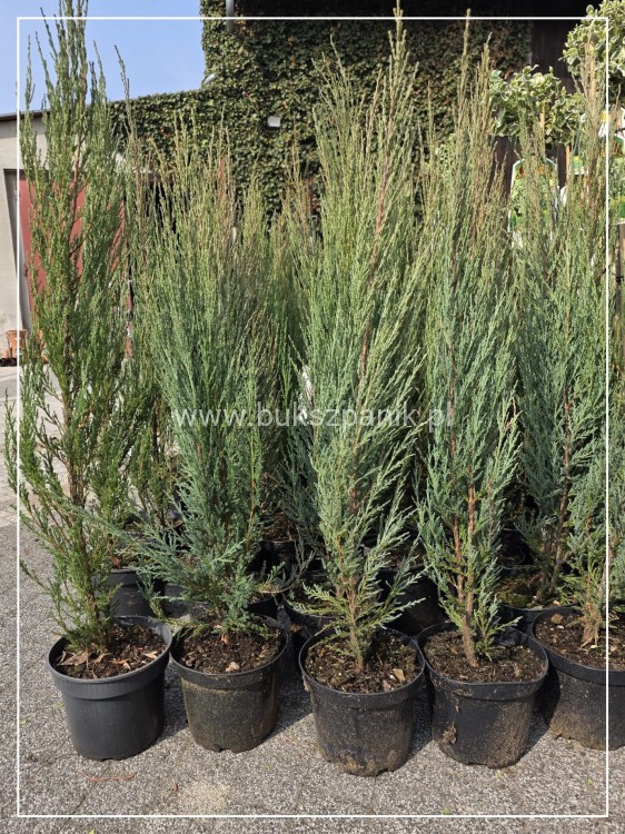 Jałowiec skalny 'Blue Arrow'-Juniperus scopulorum wys. 90-100cm