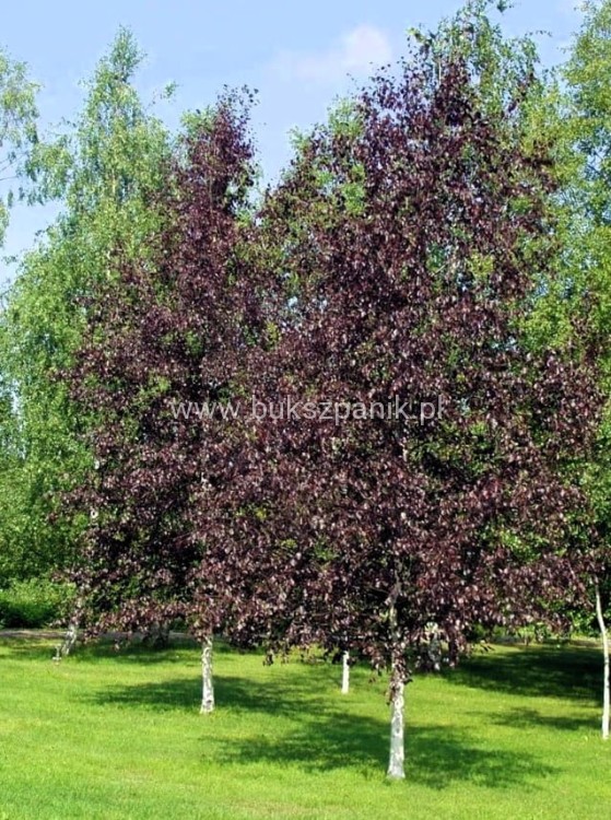 Brzoza brodawkowata ROYAL FROST- Betula Pendula