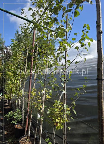 Brzoza pożyteczna- Betula utilis Doorenbos