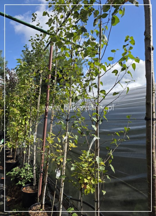 Brzoza pożyteczna- Betula utilis Doorenbos