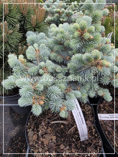 Świerk kłujący Glauca Globosa C5, 20-30cm- Picea pungens