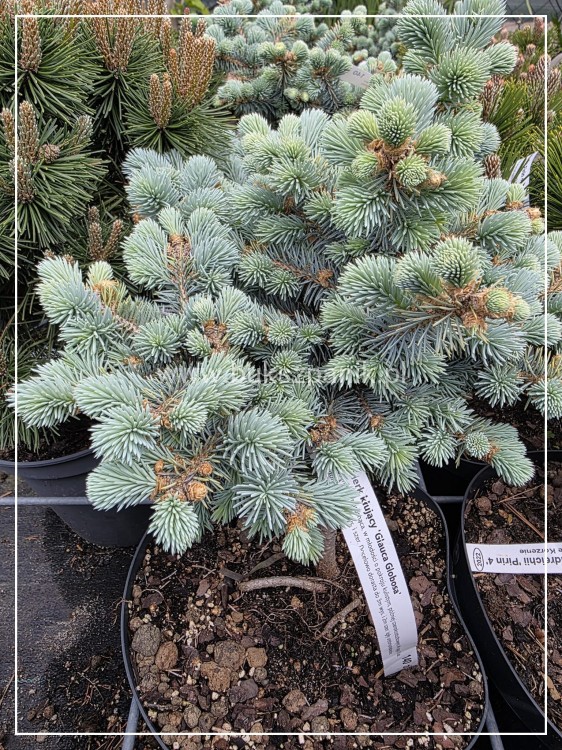 Świerk kłujący Glauca Globosa C5, 20-30cm- Picea pungens