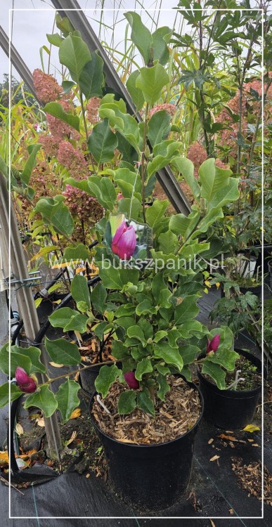 Magnolia March Till Frost