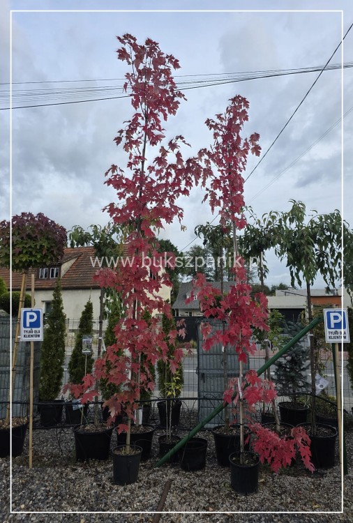 Klon Freemana Autumn Blaze- Acer Freemanii