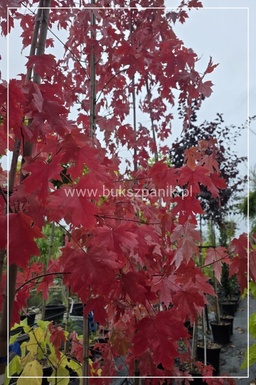 Klon Freemana Autumn Blaze- Acer Freemanii