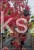 Klon Freemana Autumn Blaze- Acer Freemanii