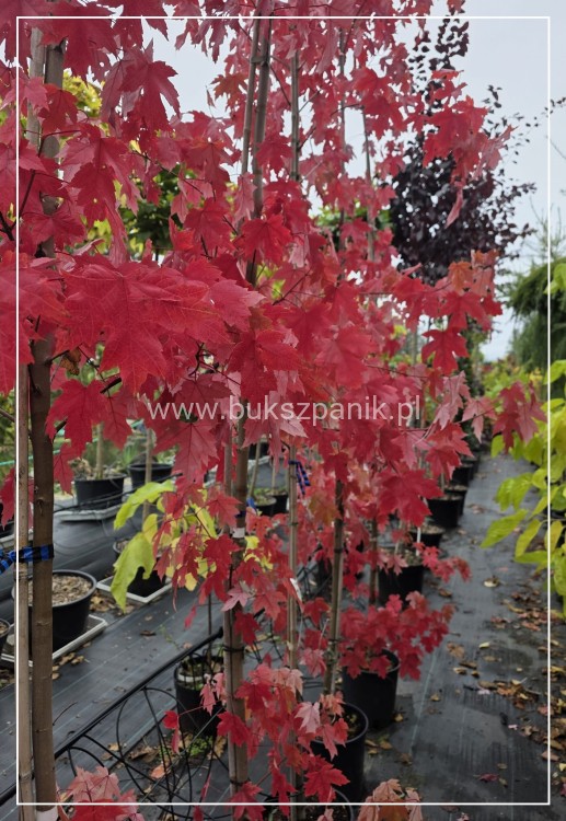 Klon Freemana Autumn Blaze- Acer Freemanii