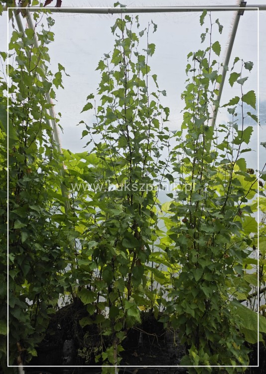 Brzoza brodawkowata Kolumnowa - Betula pendula 'Fastigiata Joes' PBR ob. 6-8cm (id: 2225)