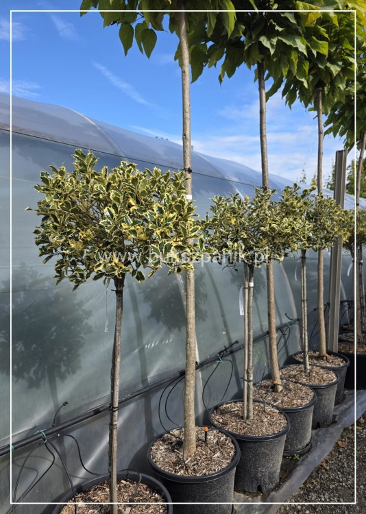 Ostrokrzew kolczasty Ilex aquifolium -Argentea Marginata KULA Pa90-110c