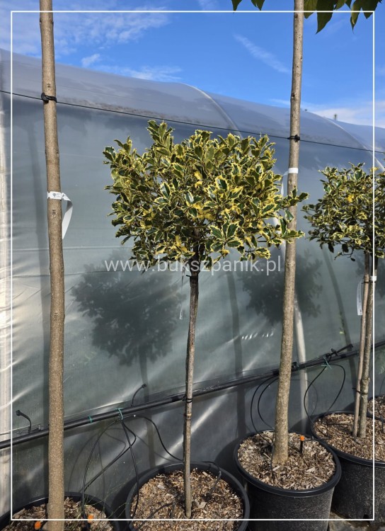 Ostrokrzew kolczasty Ilex aquifolium -Argentea Marginata KULA Pa90-110c