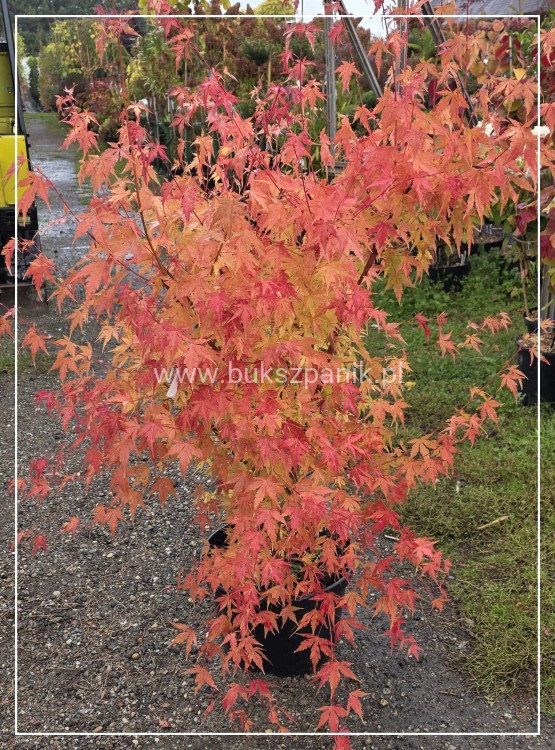 Klon palmowy Sangokaku - Acer palmatum