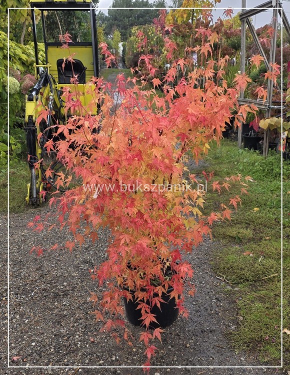 Klon palmowy Sangokaku - Acer palmatum