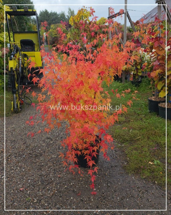 Klon palmowy Sangokaku - Acer palmatum