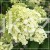 Hortensja bukietowa BOBO - Hydrangea paniculata C5