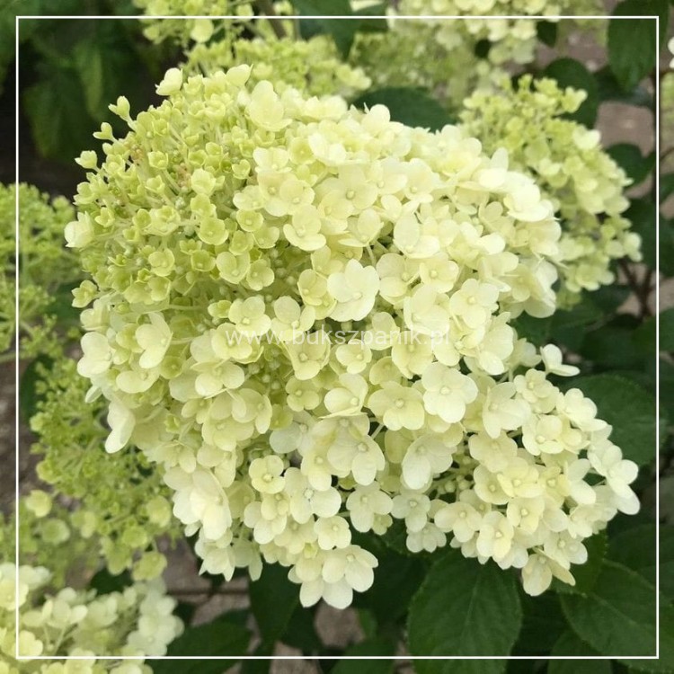 Hortensja bukietowa BOBO - Hydrangea paniculata C5