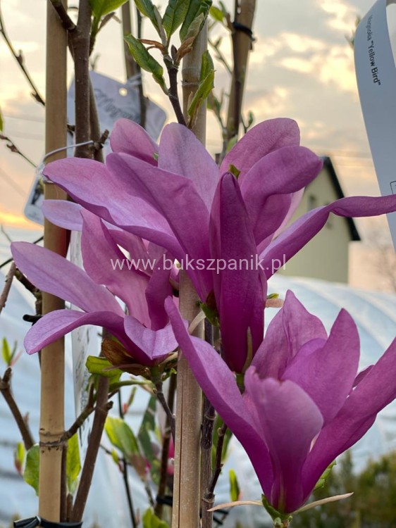 Magnolia Susan h: 190-200cm