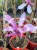 Magnolia Susan h: 190-200cm