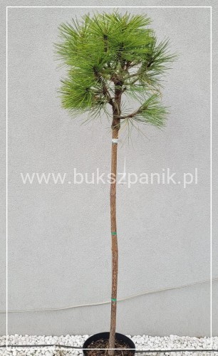 Sosna Jeffreya JOPPI- Pinus jeffreyi