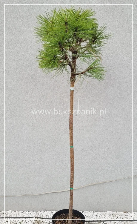 Sosna Jeffreya JOPPI- Pinus jeffreyi