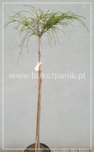 Żywotnik olbrzymi Whipcord - Thuja plicata na PNIU