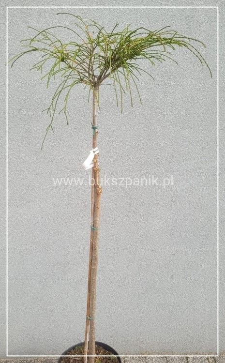 Żywotnik olbrzymi Whipcord - Thuja plicata na PNIU