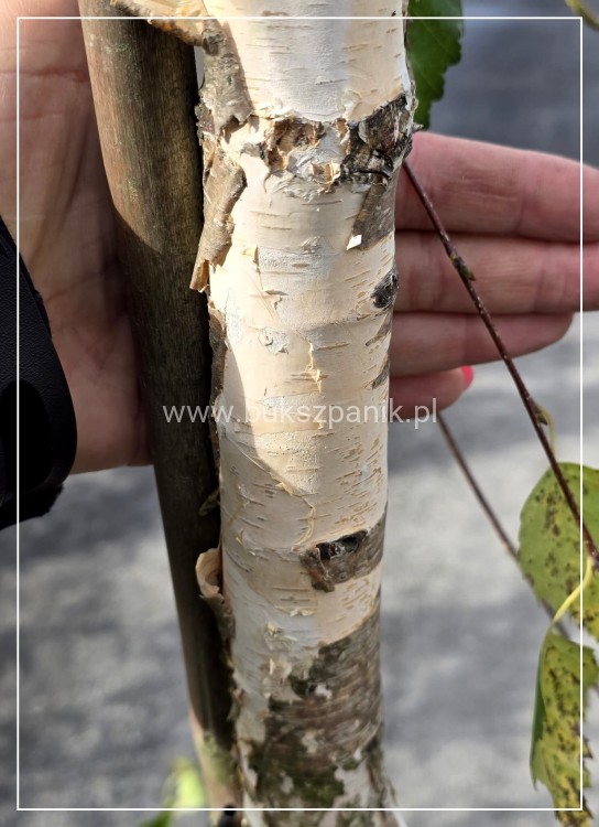 Brzoza brodawkowata "Youngii" Betula pendula PA 185cm ob 10-12cm