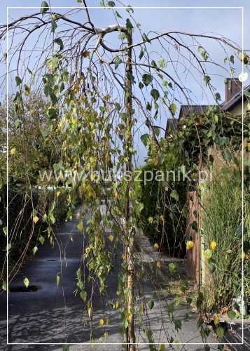 Brzoza brodawkowata "Youngii" Betula pendula PA 185cm ob 10-12cm