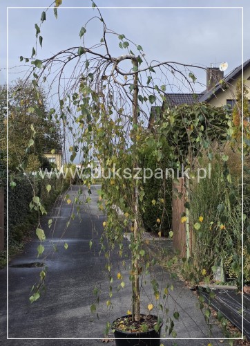 Brzoza brodawkowata "Youngii" Betula pendula PA 185cm ob 10-12cm